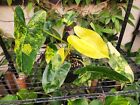 Variegated Philodendron Burle Marx - 1 gallon - rare, whole plant