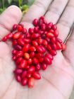 10+ Organic Erythroxylum Novogranatense Seeds High Germination From Ceylon