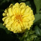 Dahlia Opera Yellow seeds 20ct.~Vibrant Color~Flowerbed~US seller