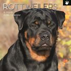 2024 Square Wall Calendar, Rottweiler, 16-Month Paw Prints Theme 12x12