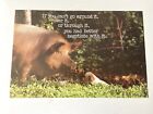 Vintage Argus Pig Dog Funny Workplace Educational Humor Poster -21” X 14”-#43378