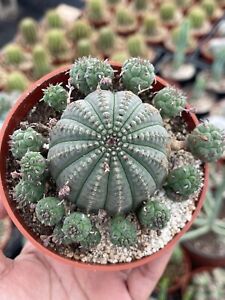 Euphorbia Obesa Hybrids Clusters | Rare Plant | Live Plant