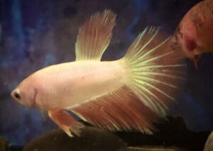 Pink And White Male Betta Stunning Flower Star Tail