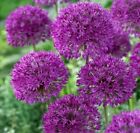 Allium Purple Sensation 🌷3 Bulbs 3Ft Spring Flowers Perennial Easy Grow Blooms