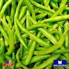 Bean Seeds - Bush - Strike Non-GMO / Heirloom / Vegetable Garden Fresh