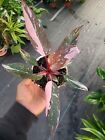 Pink Princess Philodendron -  Plant in a 4