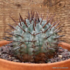 D3125 EUPHORBIA HORRIDA SNOWFLAKE pot13-H6-W7 cm MaMa Cactus