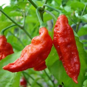 Ghost Pepper {bhut jolokia} seeds | MILLION + SCOVILLE!  Free US Shipping!