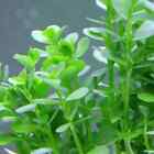 Moneywort Bacopa Monnieri Waterhyssop Brahmi edible medicinal live aquatic plant