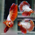 Live Tropical Betta Fish -- Coral Rim | Halfmoon Male