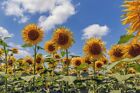 Sunflower Seeds - Mammoth - USA Grown - Fresh Seeds