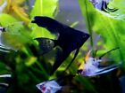 6 Mixed Freshwater Angelfish, including shipping