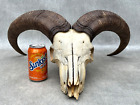 LARGE MOUNTAIN RAM GOAT SHEEP SKULL & HORNS TAXIDERMY MAN CAVE WALL TROPHY DECOR