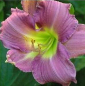 Daylily 'Lavender Dew. Two Fans. Reblooming perennial. Easy to grow!