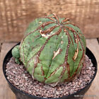 D2367 EUPHORBIA OBESA ARROW OLD pot14-H12-W12,5 cm MaMa Cactus