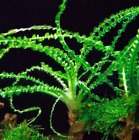 Crinum Calamistratum Live Aquarium Plants