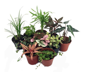 Terrarium & Fairy Garden Plants - 10 Plants in 2