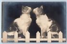 The Astronomers Postcard RPPC Photo Cute Cat Kittens Animal c1905 Antique