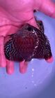 Preorder x1 Red Tiger Discus 3” Live Fish Aquarium Overnight Shipping On May 1