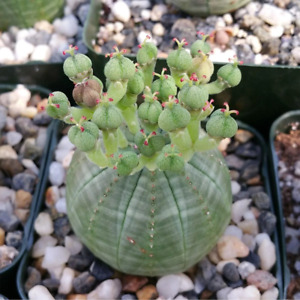 Baseball Plant 'Euphorbia obesa' cactus Cacti Succulent real live plant