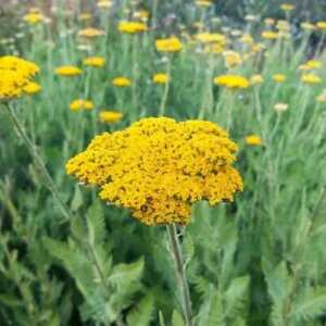 Gold Yarrow Seeds | Non-GMO | Free Shipping | Seed Store | 1266