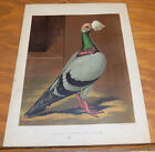 1876 Antique COLOR Pigeon Print///BLUE CARRIER COCK (Walnut-Shaped Wattle)