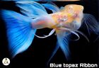 1 Pair ☆ Albino Sky Blue Topaz RB Fin C - High Quality Live Guppy Fish -Grade A+