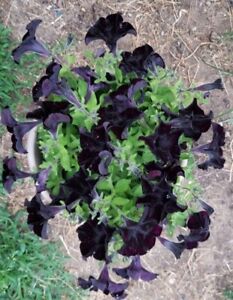 Petunia Black Flower Seeds