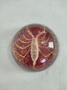 Large Real Scorpion Taxidermy Acrylic Resin Encased Paperweight 3.75