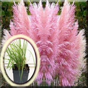 Pink Pampas Grass Cortaderia Selloana Rosea 2.5
