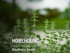 Horehound (Marrubium Vulgare) - Non-GMO - Medicinal - 100+ seeds