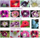 Single Bloom Type Mix  Papaver S. Poppy - All Colors - 5000 Seeds  *PoppyQueen👑