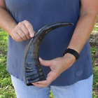 14 inch Semi-Polished Buffalo horn for sale, from India, taxidermy # 47331