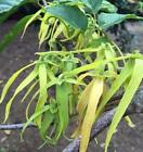 Cananga odorata | Ribbon Tree | Ylang-ylang | 10 Seeds