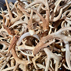 BULK - (A) Grade Whitetail Deer Antler Sheds 5- or 10-Pounds - Sourced in Texas
