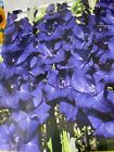 New Listing30 Blue Gladiolus Flower Bulbs