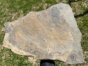 BIG Pennsylvanian Age Amphibian Tracks Plate Footprints Oklahoma Fossils