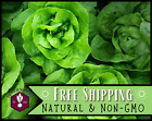 5500+ Lettuce Seeds [Buttercrunch] Vegetable Gardening Seed, Heirloom, Non-GMO
