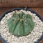 D2923 EUPHORBIA OBESA X VALIDA OLD pot12-H3-W7 cm MaMa Cactus