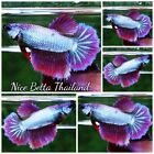 Betta fish Queen Puple Royal Lavender HM - By Nice Betta Thailand