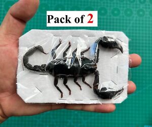 Pack of 2 Pcs Real Scorpion Bugs Taxidermy Butterfly Dried Oddities Home Decor