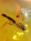 Hymenoptera wasp bee Burmite Myanmar Burmese Amber insect fossil dinosaur age