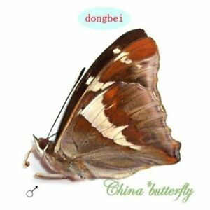 5 unmounted folded real butterfly Nymphalidae apatura iris xanthina CHINA A1 A1-