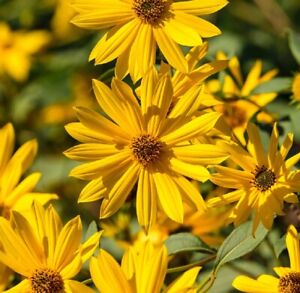 Sunflower Seeds - Perennial Heirloom Abundant Blooms, Free Shipping, Maximilian