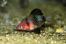 6 PK Black Ruby Barb - Live Tropical Fish