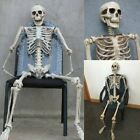 Halloween Human Skeleton Oversized Poseable Full Life Size Decoration Party Prop