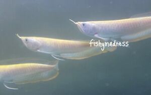 LIVE TROPICAL FISH-yellowish albino Silver Arowana 8-8.5 Inch