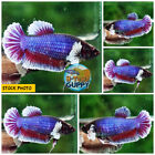 Live Betta Fish High Quality HMPK Female Lavender Dumbo - Ready to breed