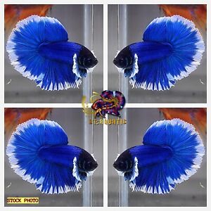 Live Betta Fish High Quality MALE Dumbo Blue Butterfly Halfmoon USA Seller