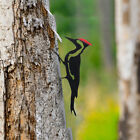 Outdoor Metal Woodpecker Garden Ornament Bird Statue for Patio Backyard Decor US